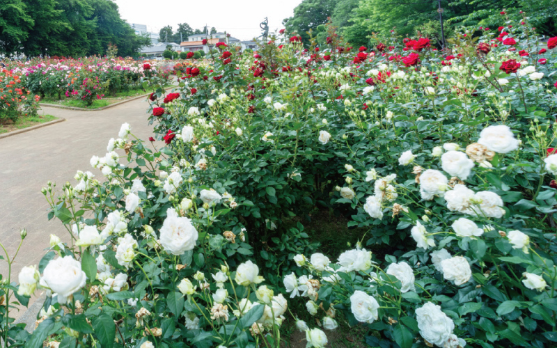 PARC de VAGUE